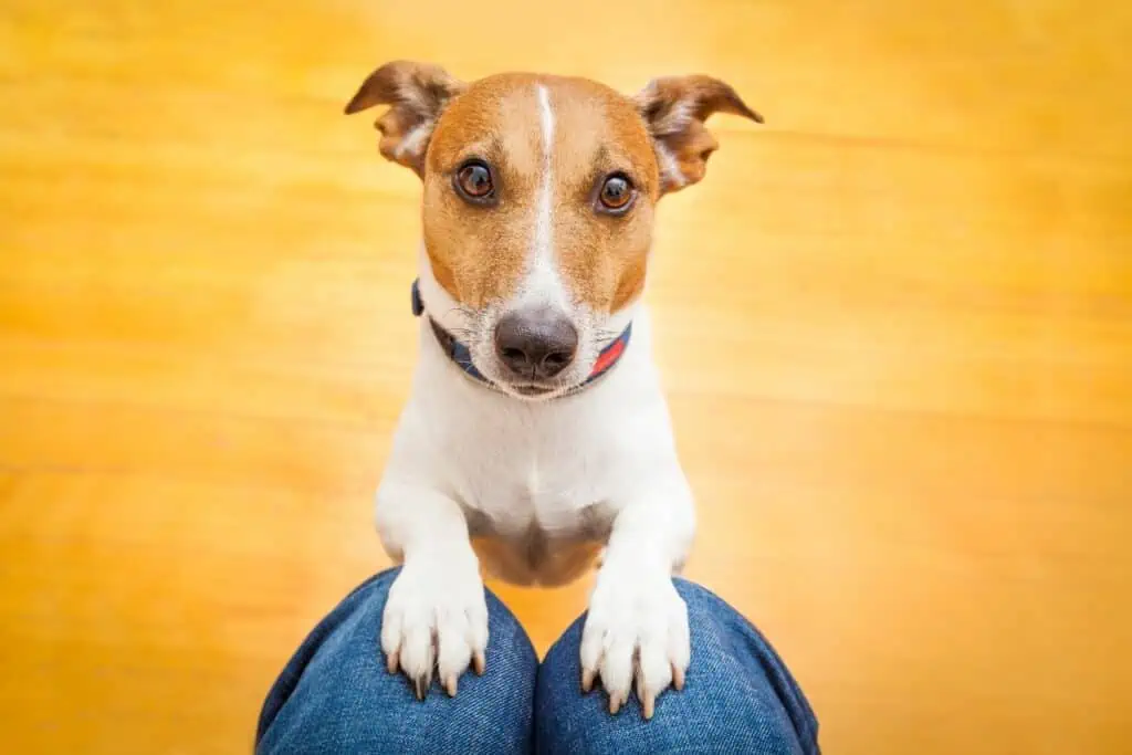 5 Ursachen: Warum nervt der Hund den ganzen Tag?