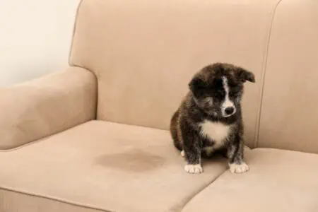 hund pinkelt auf sofa wie reinigen