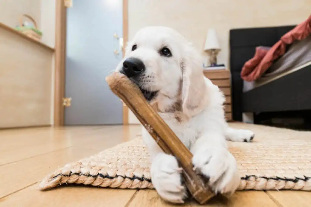 Wie kann man dem Hund das Pinkeln in fremden Wohnungen abgewöhnen? 