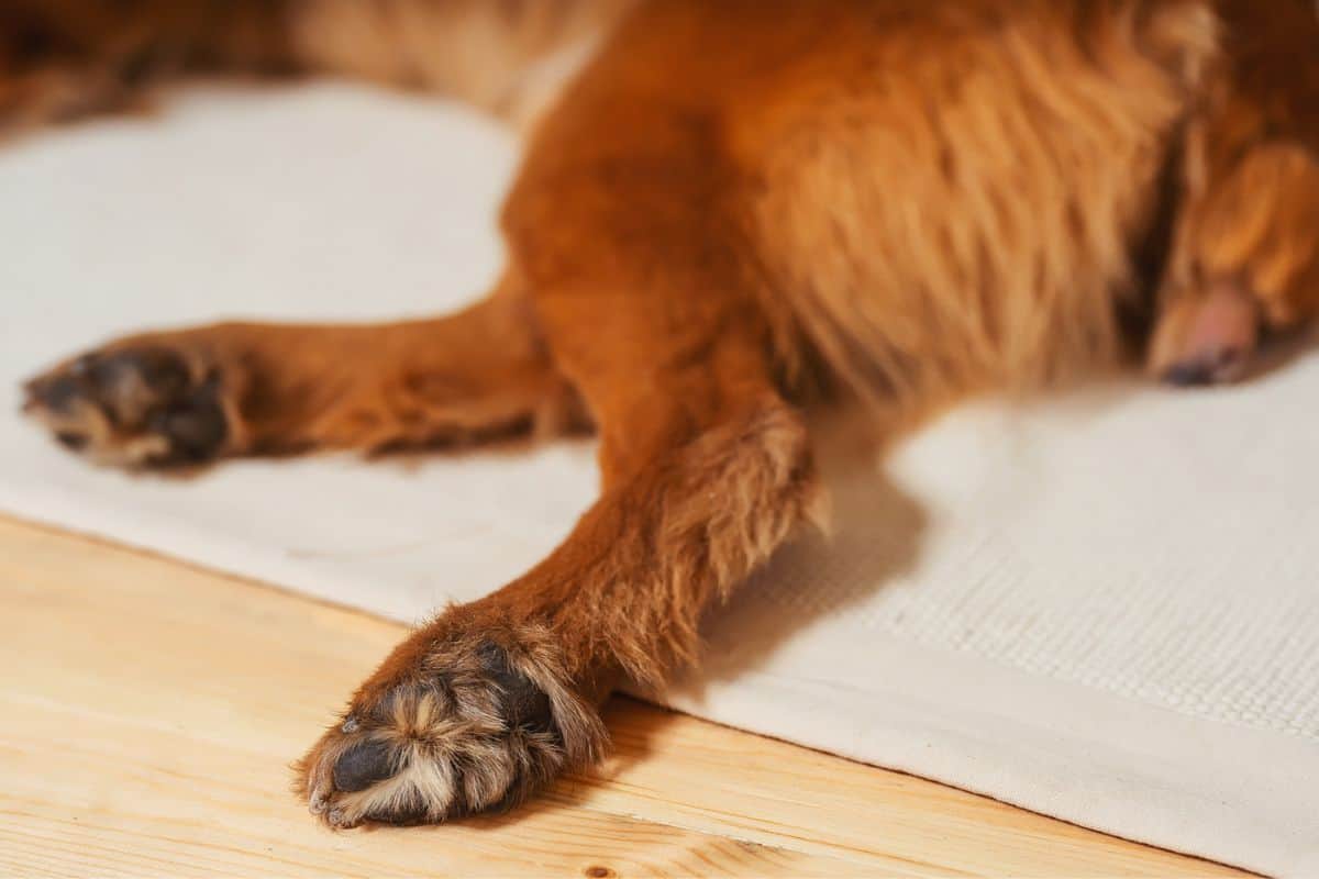 Hund zuckt mit dem Hinterbein 6 Gründe & Tipps (Ratgeber)