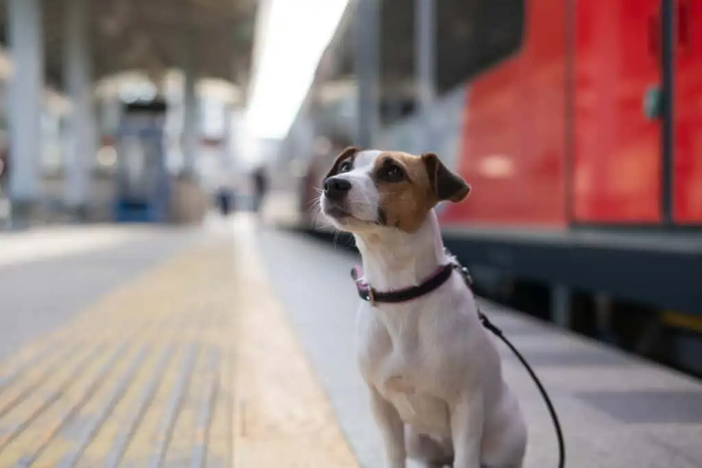 Was muss ich beachten, wenn mein Hund im Zug auf die Toilette muss?