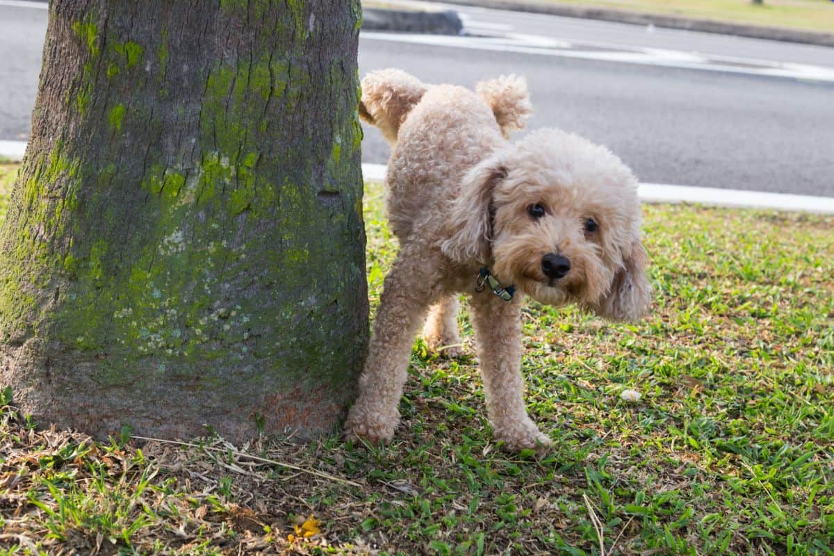 Wo dürfen Hunde urinieren? Die wichtigsten Antworten!
