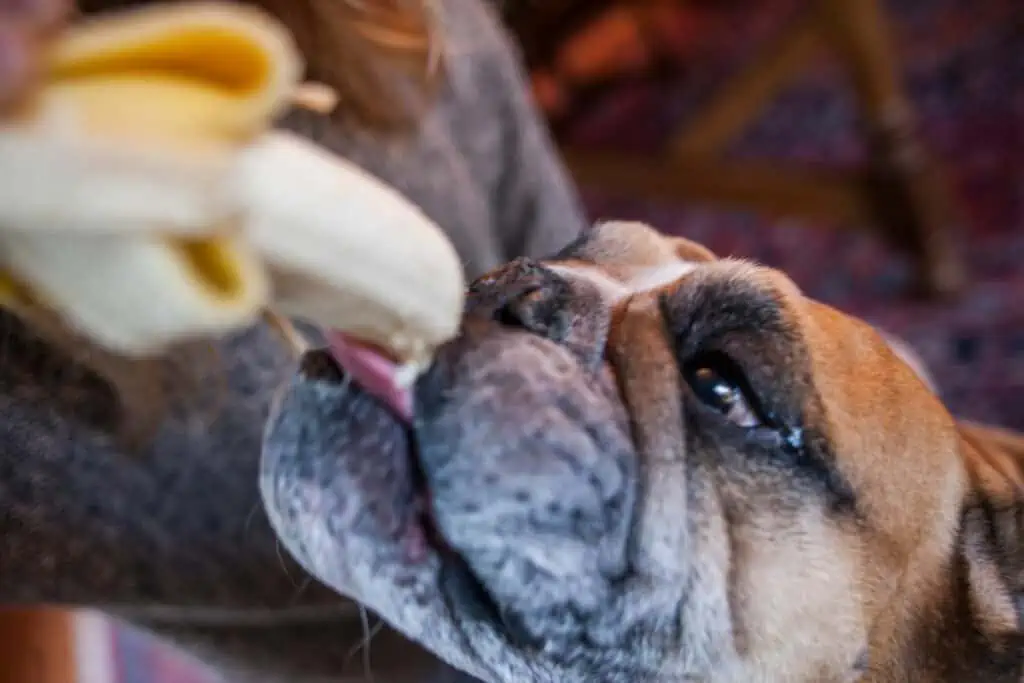 Gibt es Alternativen zu Nektarinen, die Hunde essen dürfen?