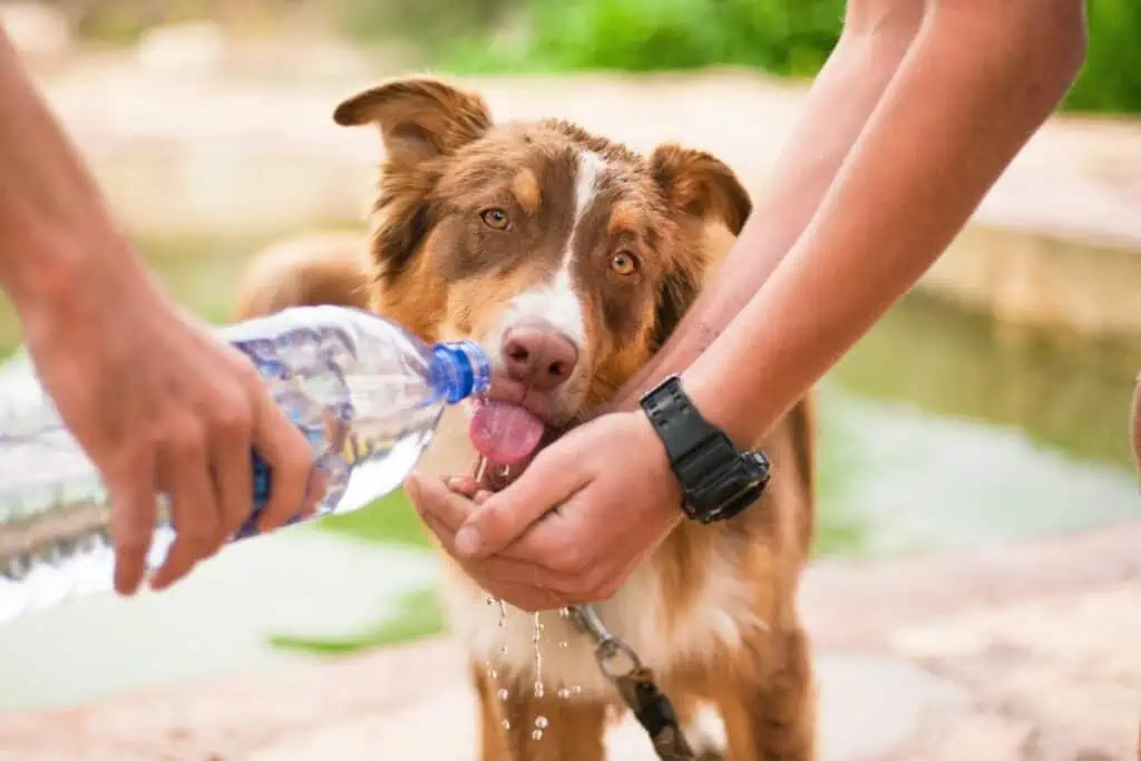 Ist Sprudelwasser für Hunde gesund?