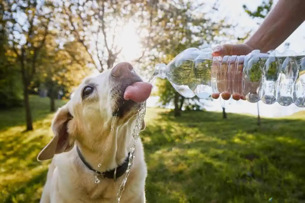 dürfen hunde sprudelwasser trinken, (sek dürfen hunde mineralwasser trinken)