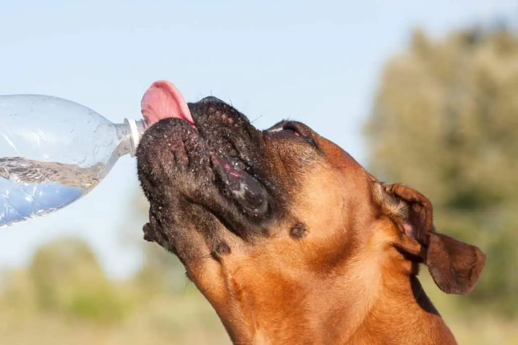 Was sollte man beachten, wenn man seinem Hund Sprudelwasser gibt?