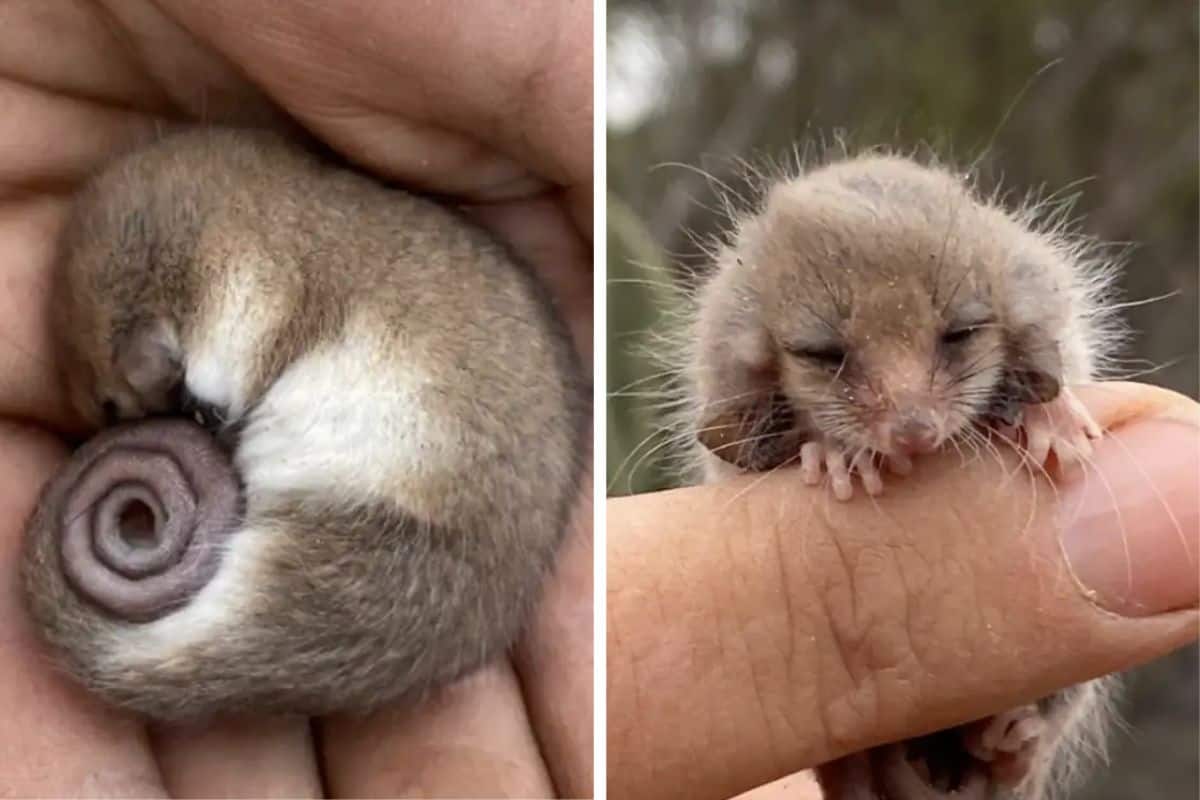 Forscherin Findet Winzig Kleine Maus Was F R Ein Tier Es Wirklich Ist Macht Sie Sprachlos