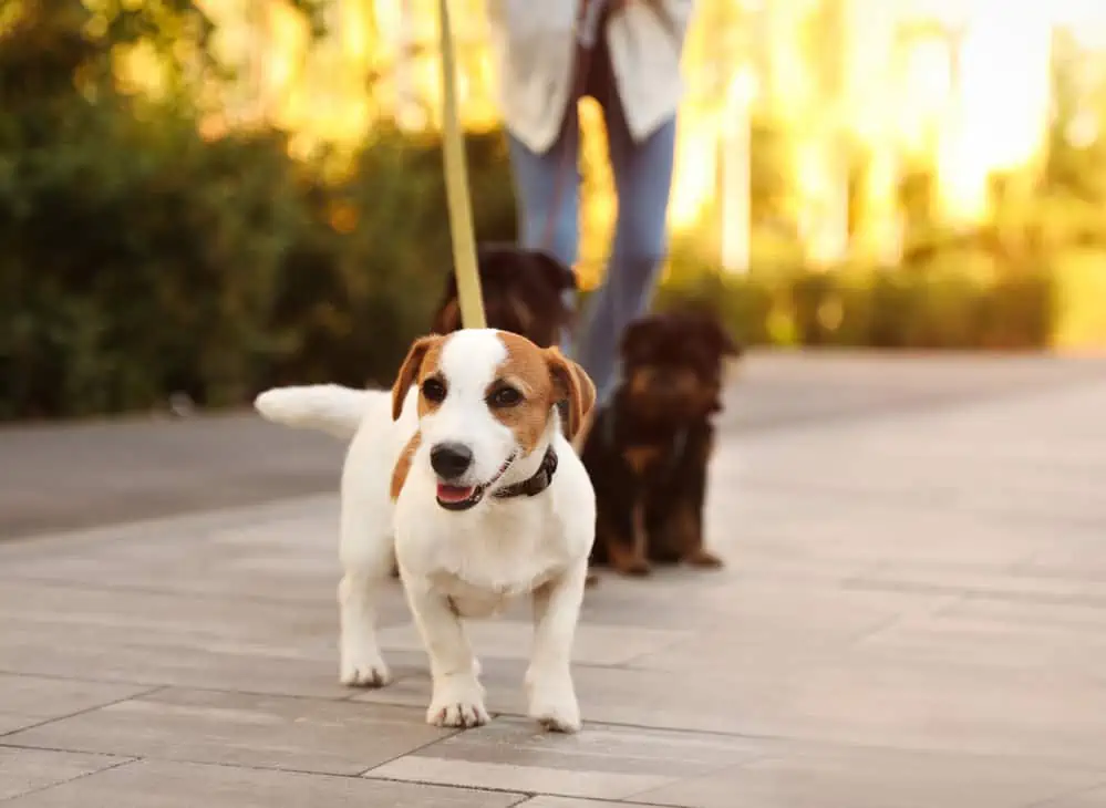 jack russel an der leine gassi gehen