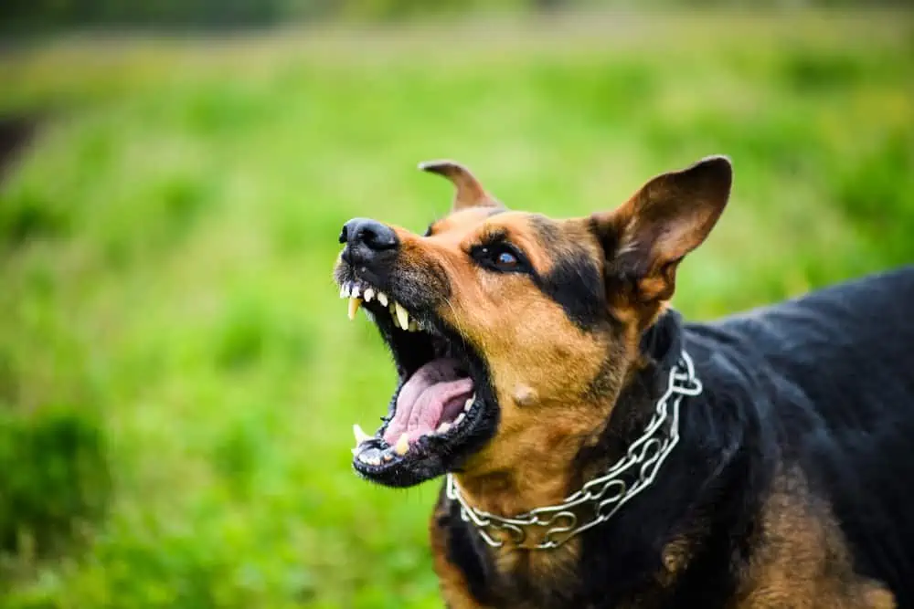 Welche Vorschriften gelten für gefährliche Hunde in Niedersachsen?