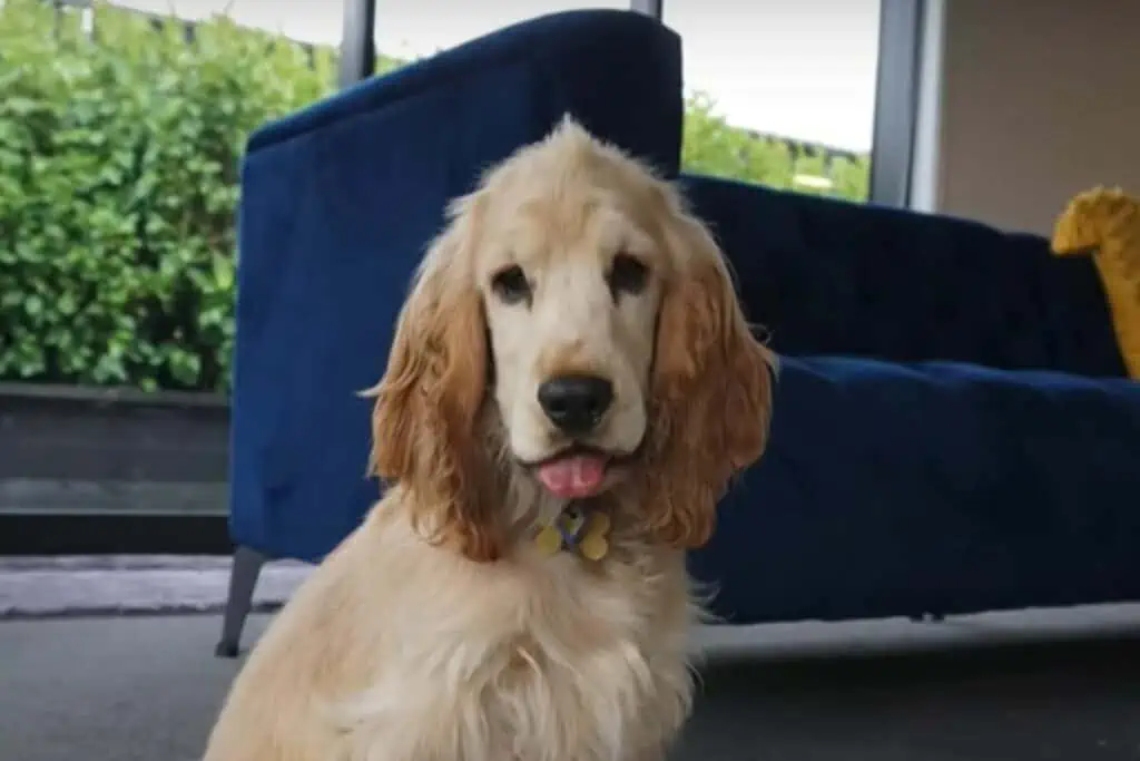 golden cocker retriever