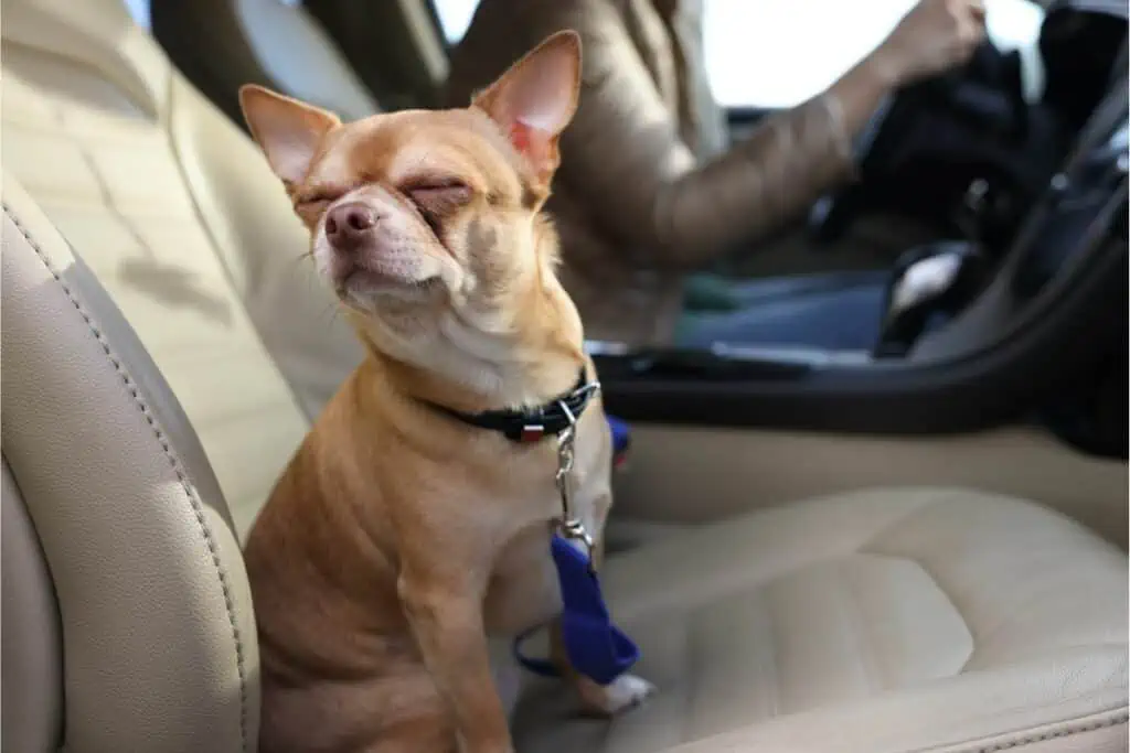 Was sollte man beachten, wenn man einen Hund auf dem Beifahrersitz mitnimmt?