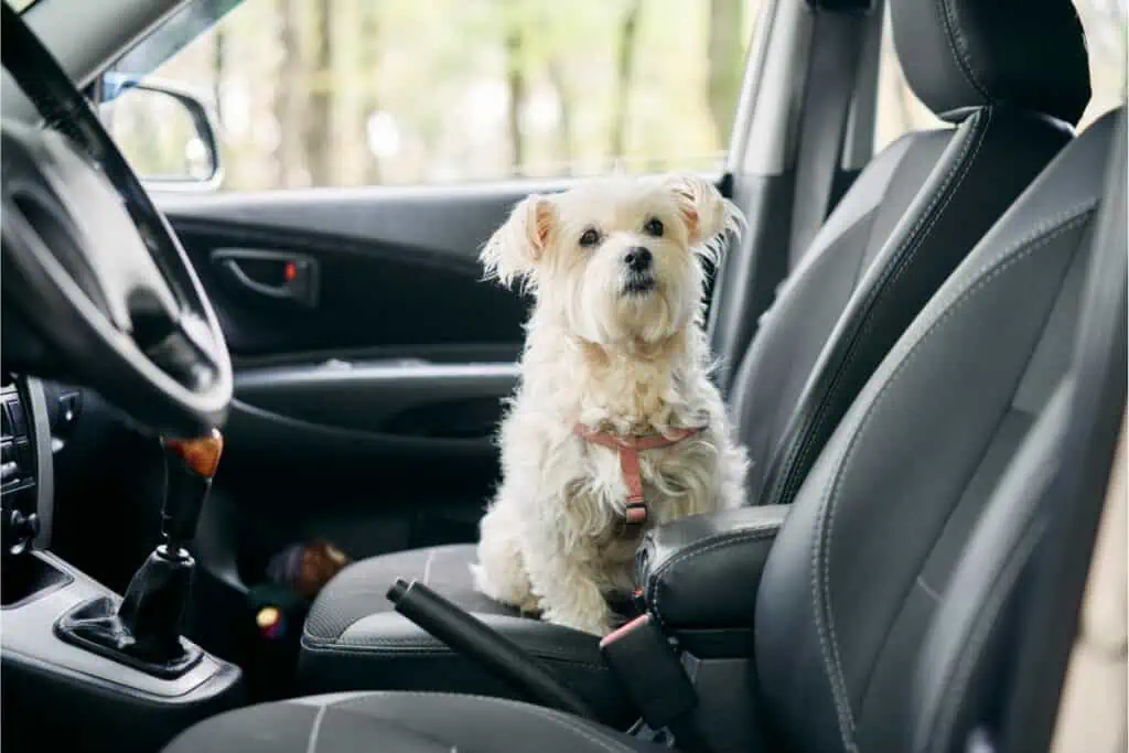 Ist es erlaubt, einen Hund auf dem Beifahrersitz mitzunehmen?