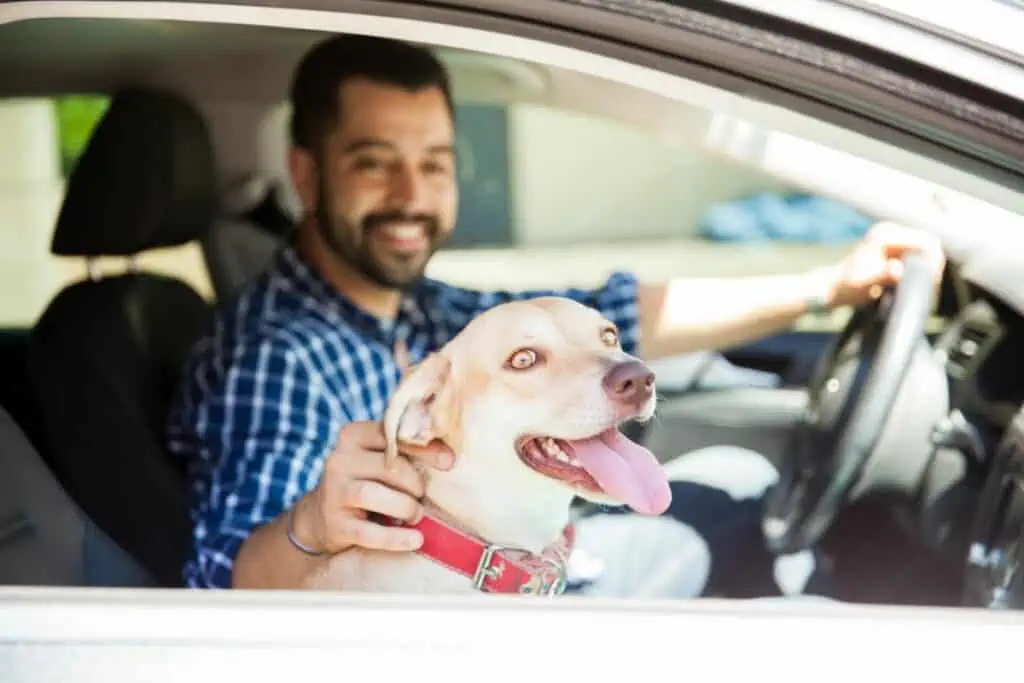 hund auf beifahrersitz