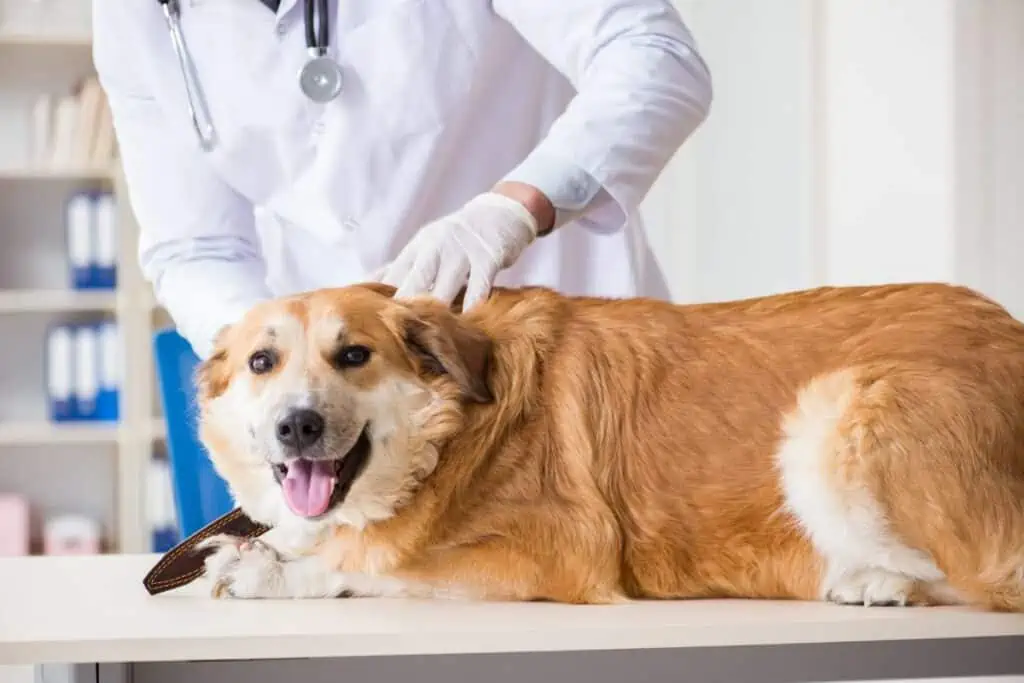 Sollte ich mit meinem Hund zum Tierarzt gehen, wenn er Erde frisst?