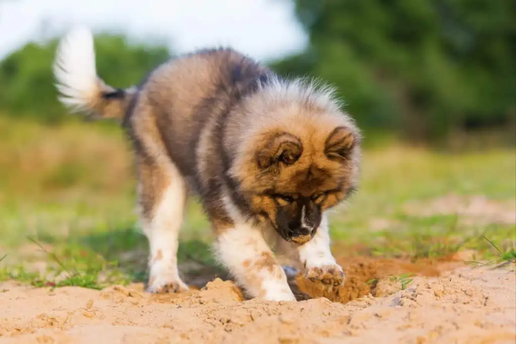 hund frisst erde bauchspeicheldrüse