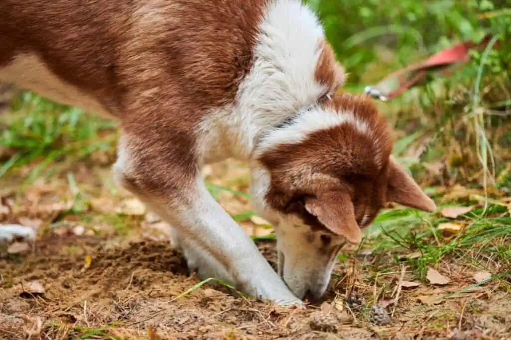 Ist es gefährlich, wenn ein Hund Erde frisst?