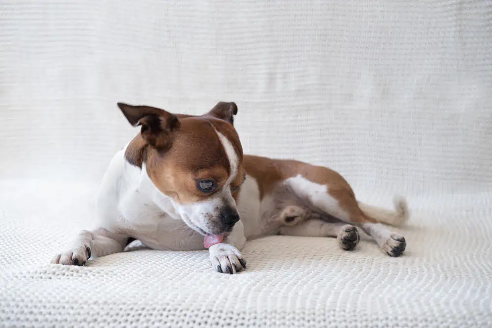 hund leckt ständig pfoten