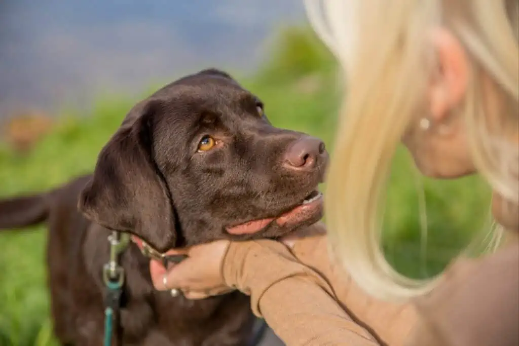 hunden in die augen schauen