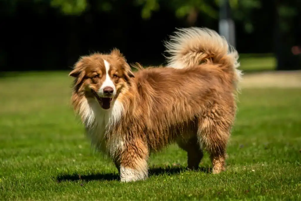 mini australian shepherd