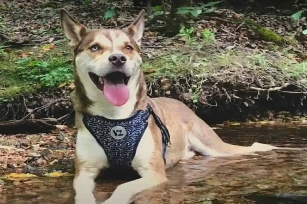 pitbull husky mix