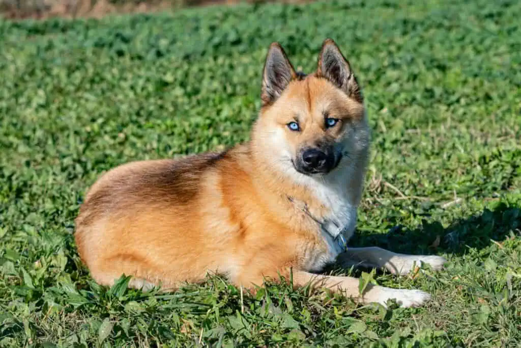 pomeranian husky mix