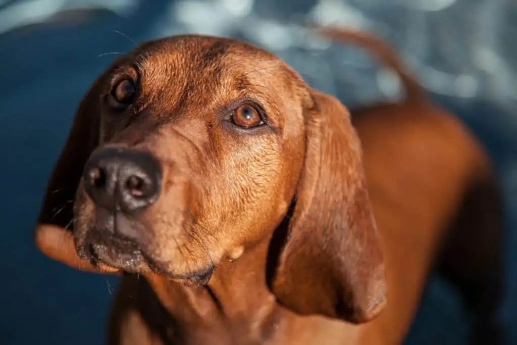 redbone coonhound