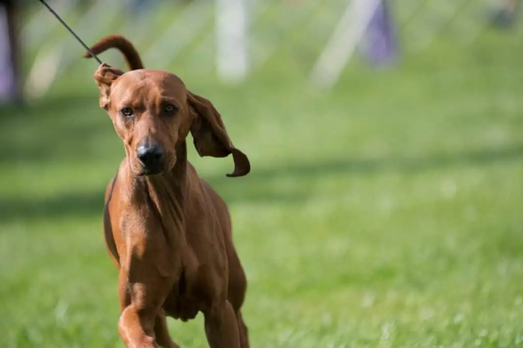 Wesen & Charakter des Redbone Coonhounds