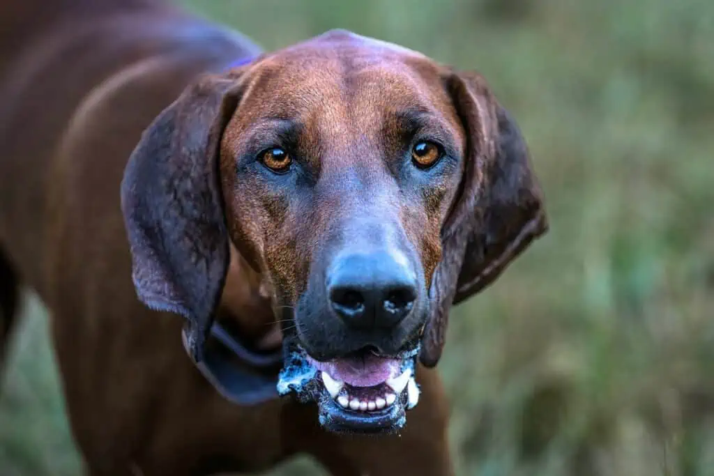 Geschichte & Herkunft des Redbone Coonhounds