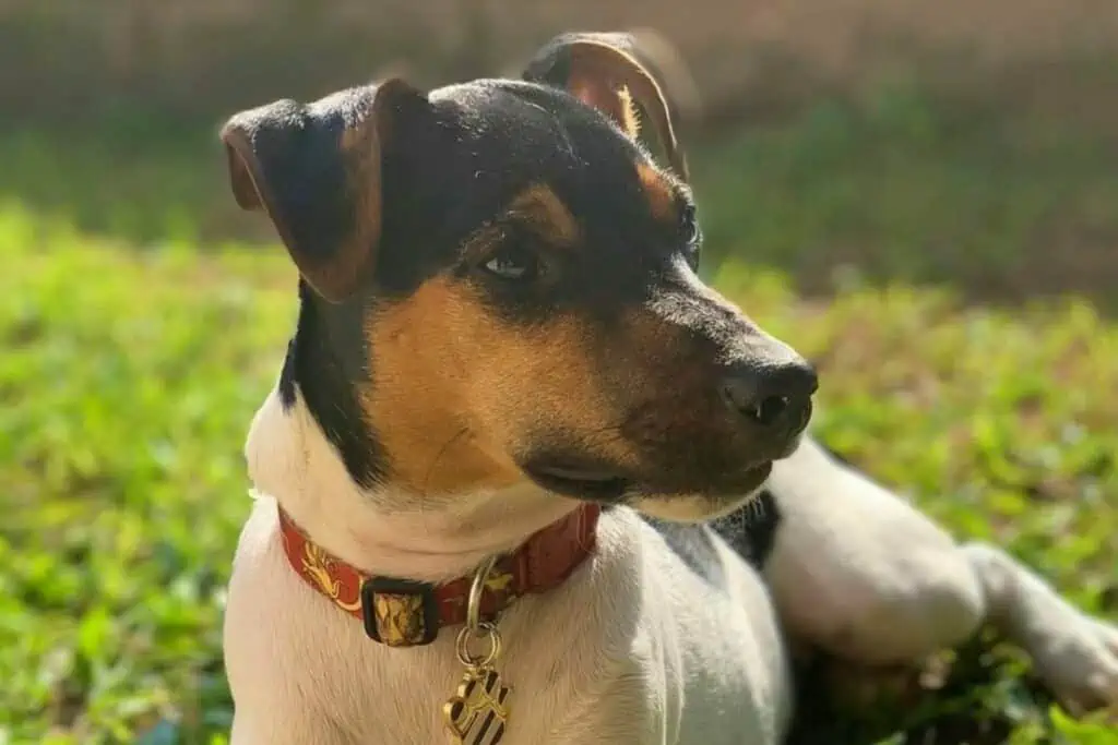 terrier brasileiro