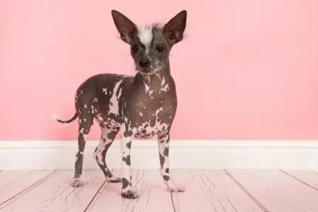 vitiligo hund