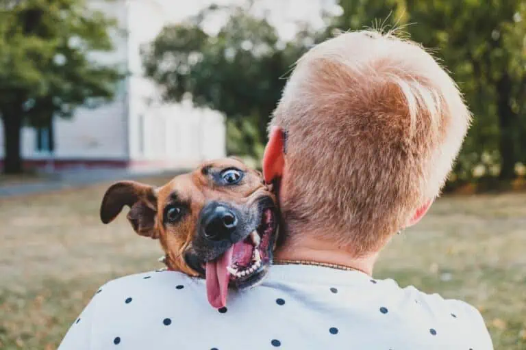 sprüche hund mensch beziehung