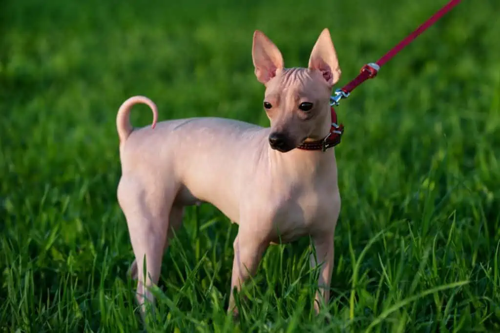 american hairless terrier