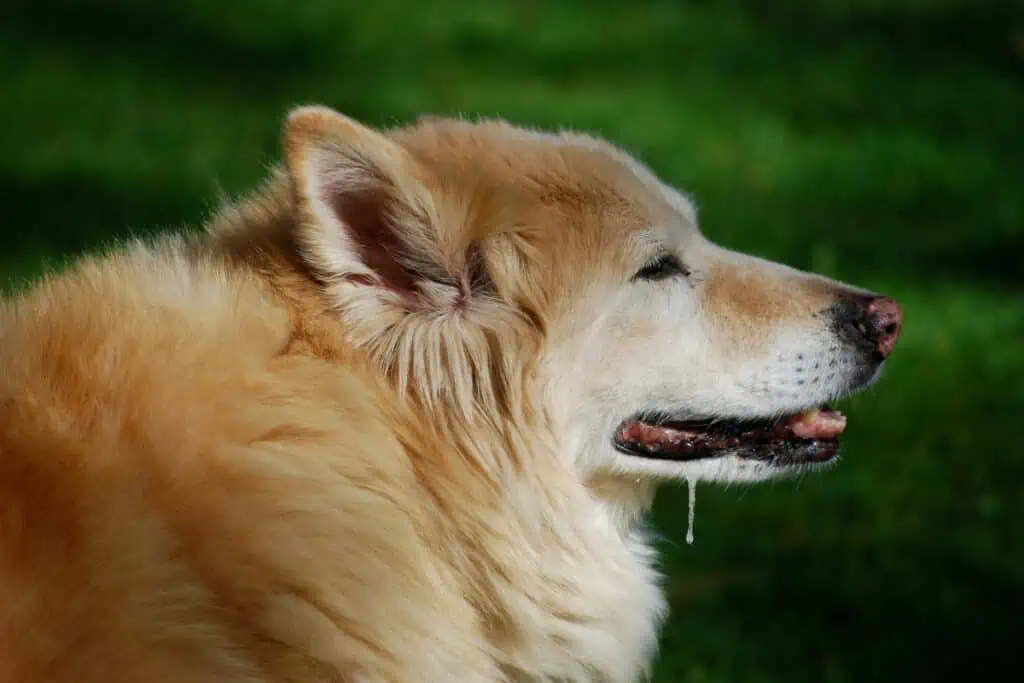 Woran erkenne ich eine Bärlauch-Vergiftung beim Hund?