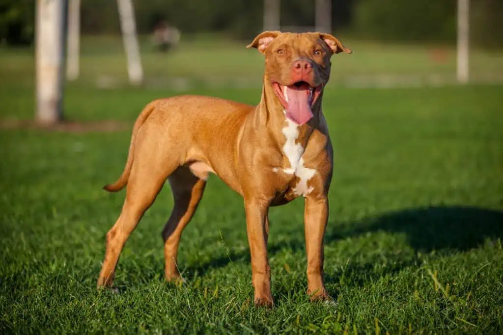 Welche Verbote gelten für Listenhunde in Sachsen-Anhalt?