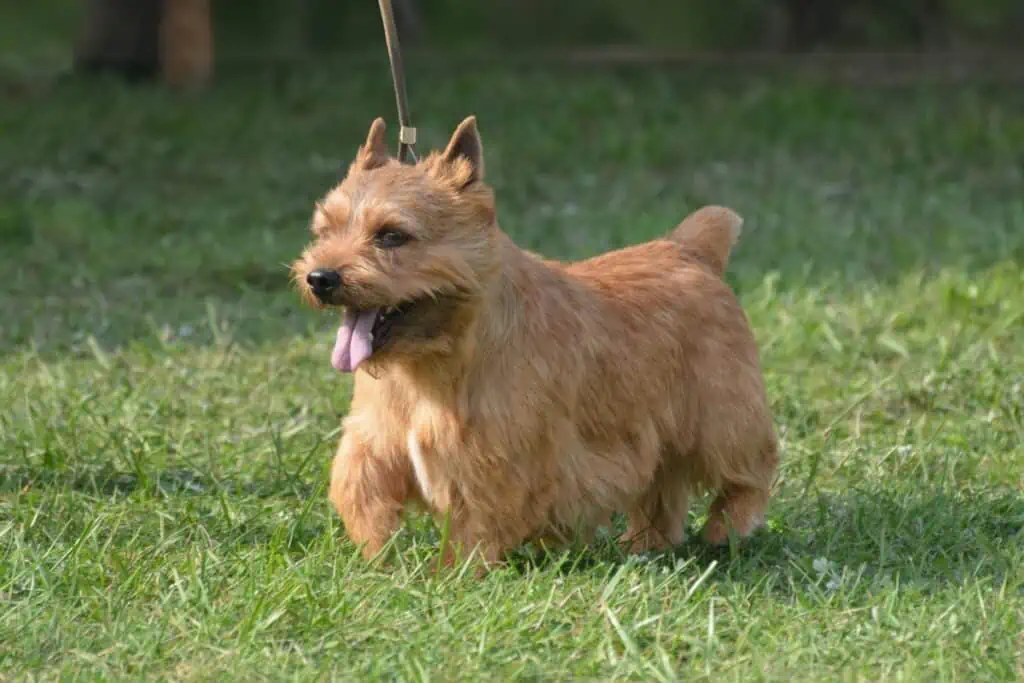 glen of imaal terrier