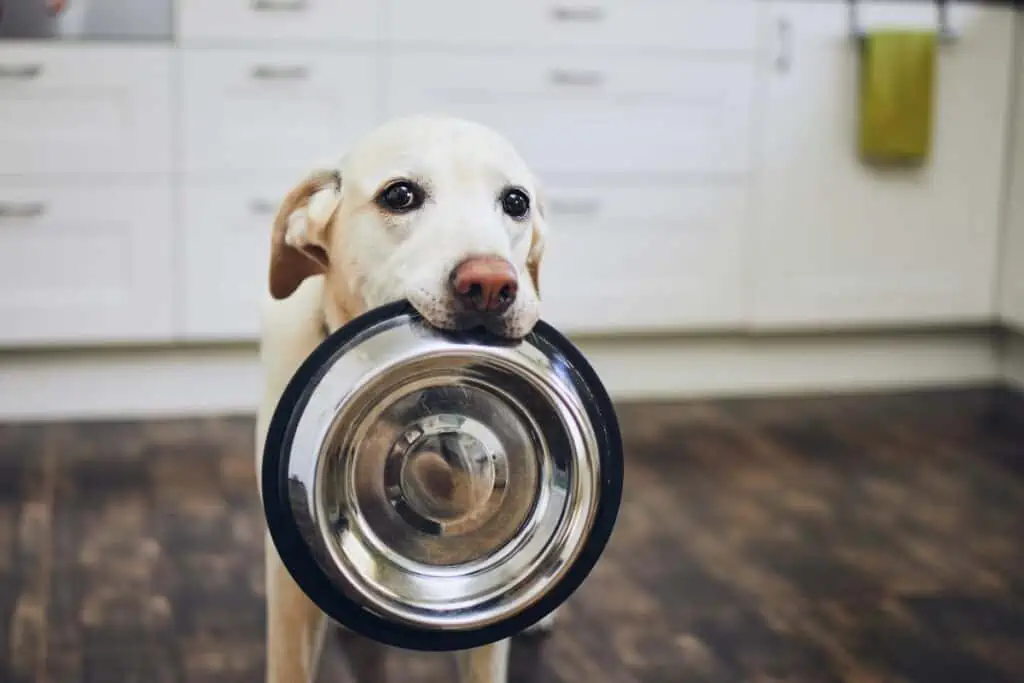 Welche Ursachen könnte es noch für ständigen Hunger beim Hund geben?