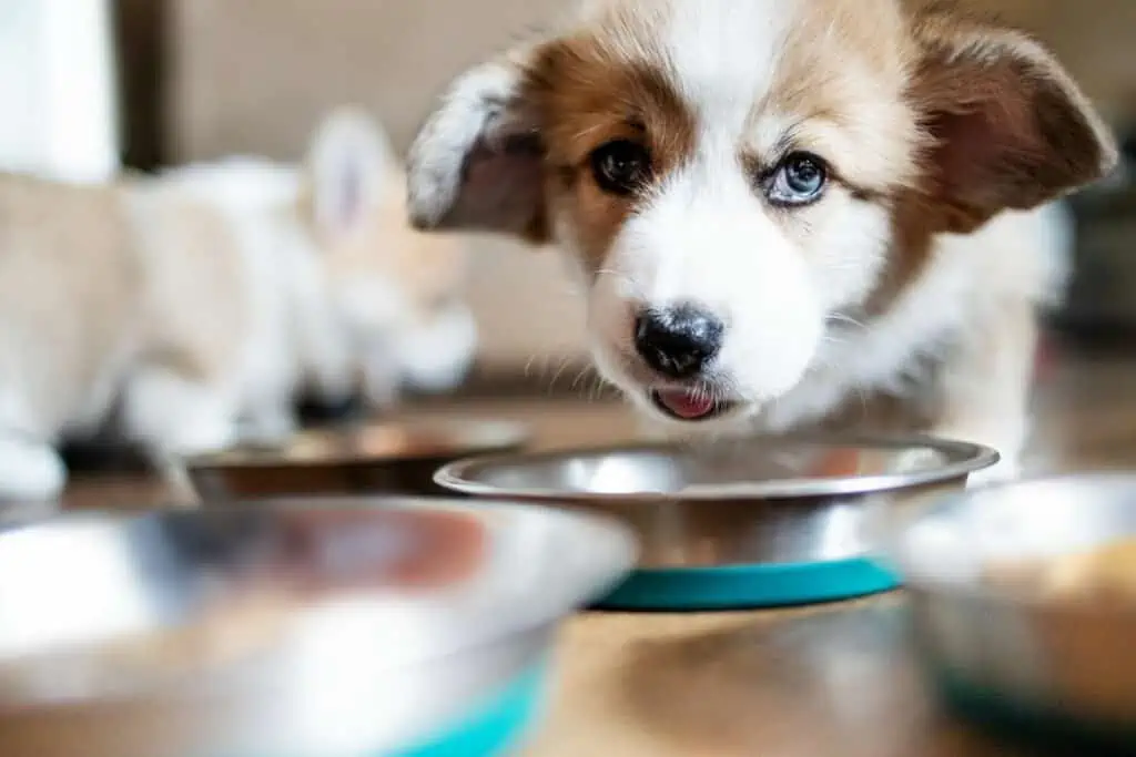 Hund hat ständig Hunger: Könnte ein Tumor dahinterstecken?