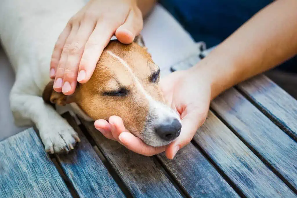 Welche weiteren Symptome könnten auf einen Tumor beim Hund hinweisen?