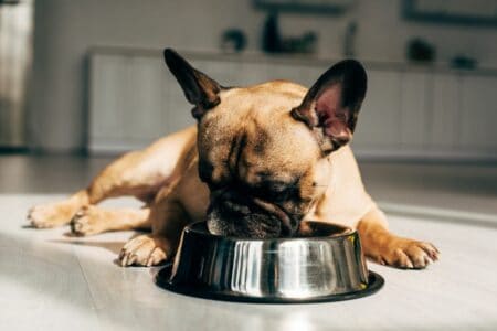 hund ständig hunger tumor