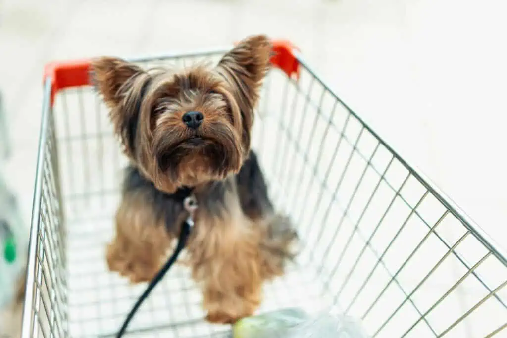 Darf ich meinen Hund in den Einkaufswagen setzen, wenn ich einkaufe?