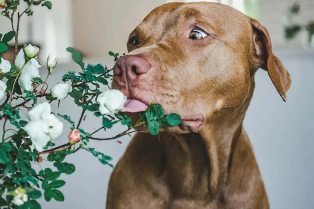 Wie kann man verhindern, dass Hunde Efeu fressen?