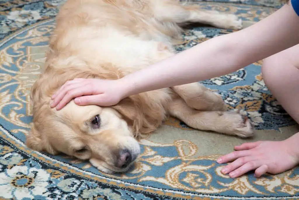 Welche Symptome zeigen sich bei einer Efeu-Vergiftung bei Hunden?