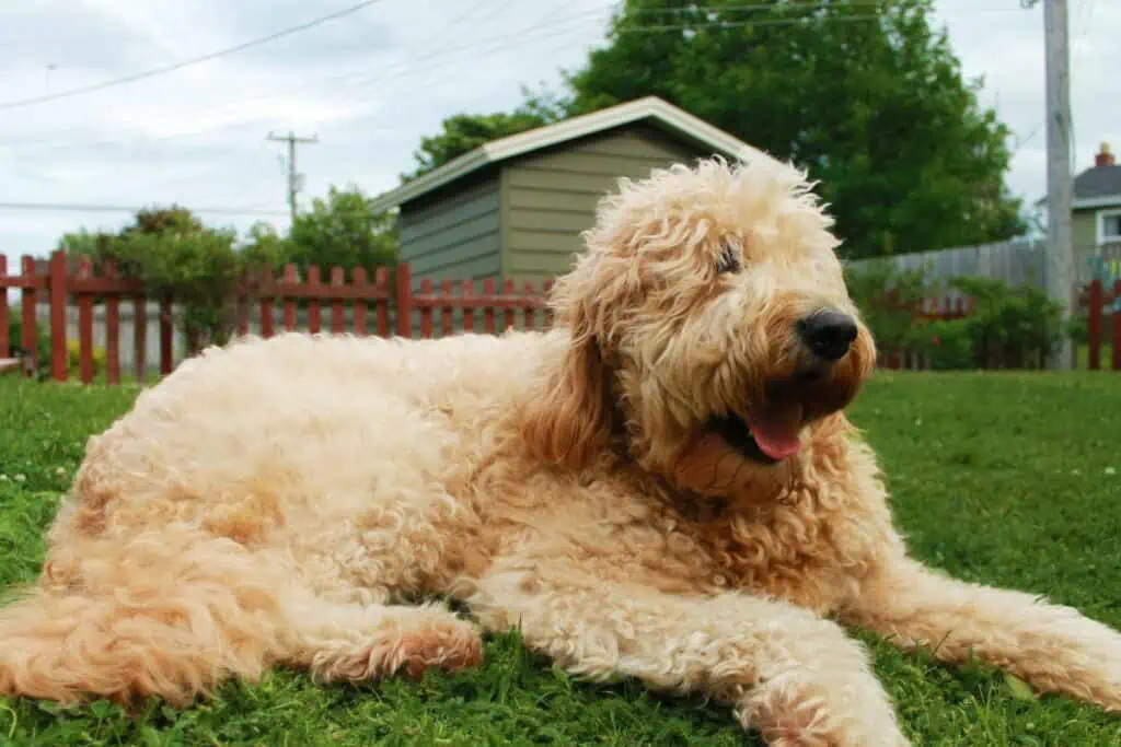 mini goldendoodle
