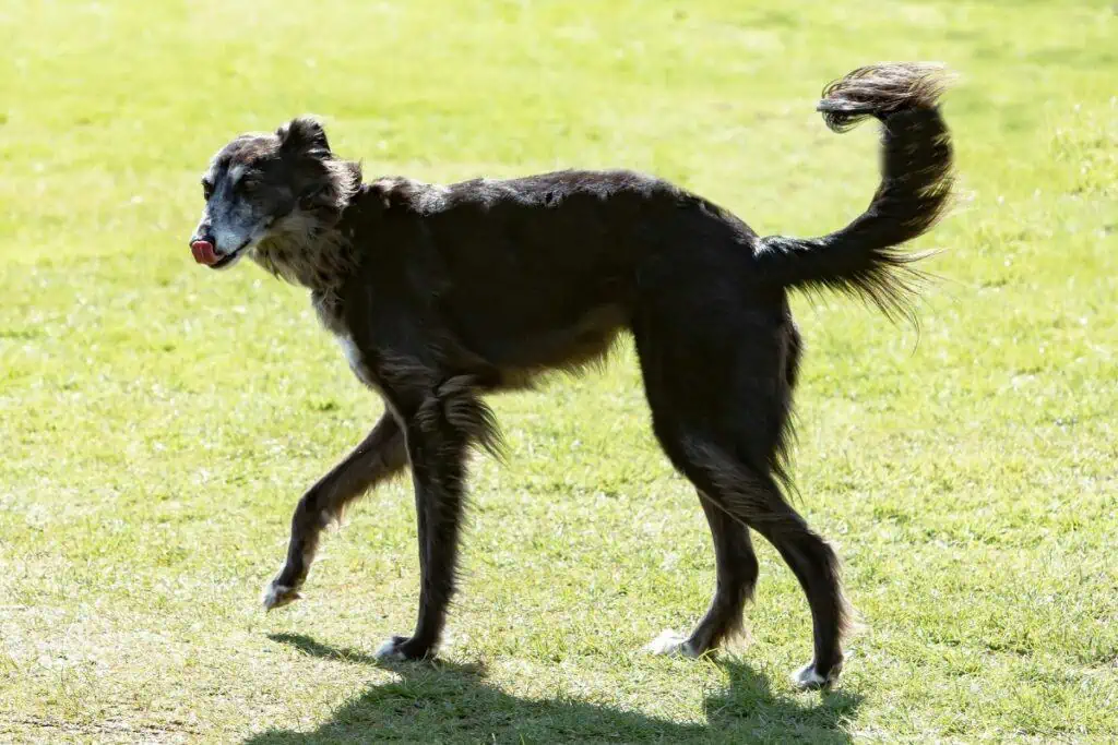silken windhound