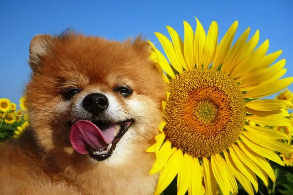 sonnenblumenöl hund