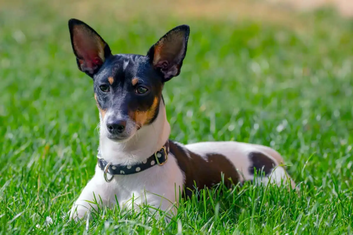 toy fox terrier