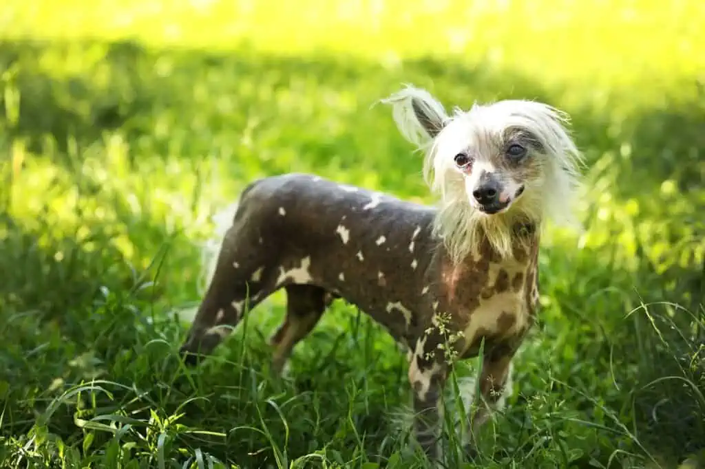 Vitiligo beim Hund richtig erkennen