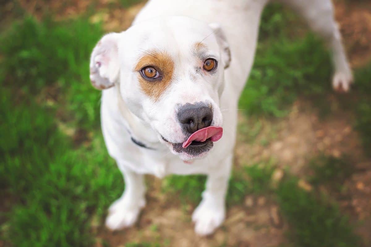 Wie alt wird ein Mischlingshund? Alle wichtigen Infos!