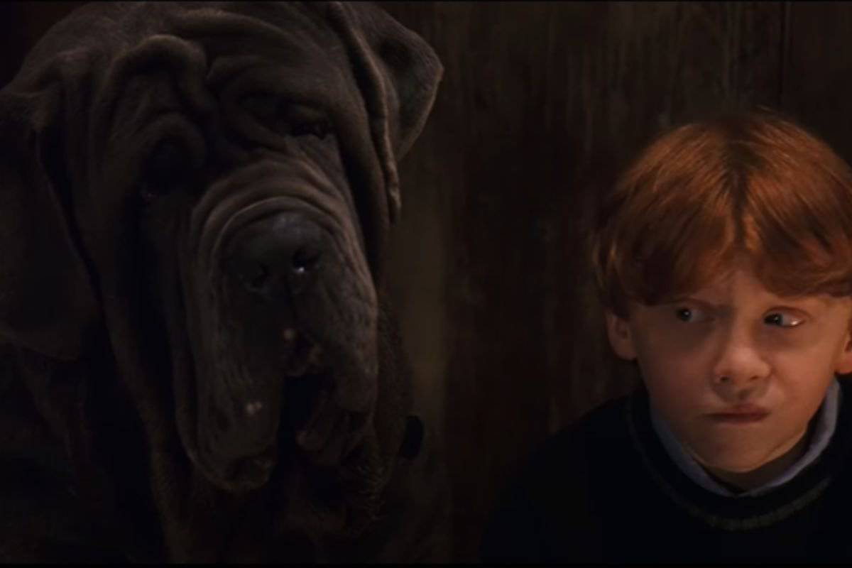 Fang: Alles über Rubeus Hagrids Hund in Harry Potter