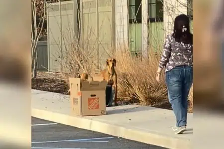 Hund vor Tierheim ausgesetzt - was er bei sich hat, lässt Mitarbeitern die Tränen kommen